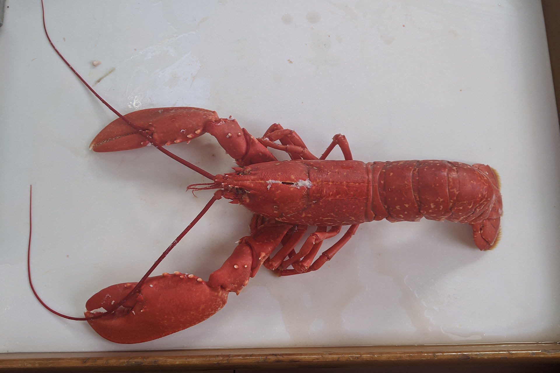 Lobster for dinner