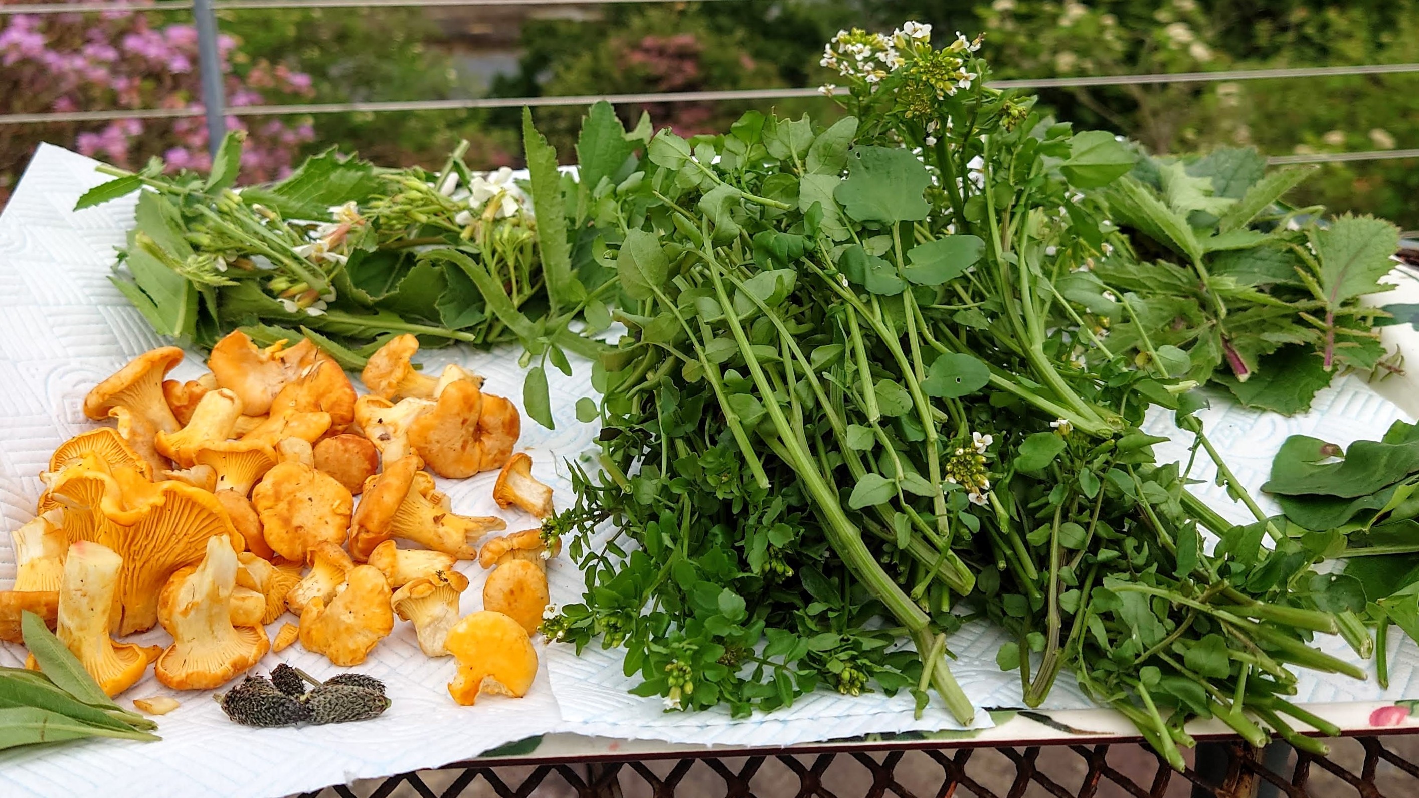 Collecting wild ingredients on a foraging cruise